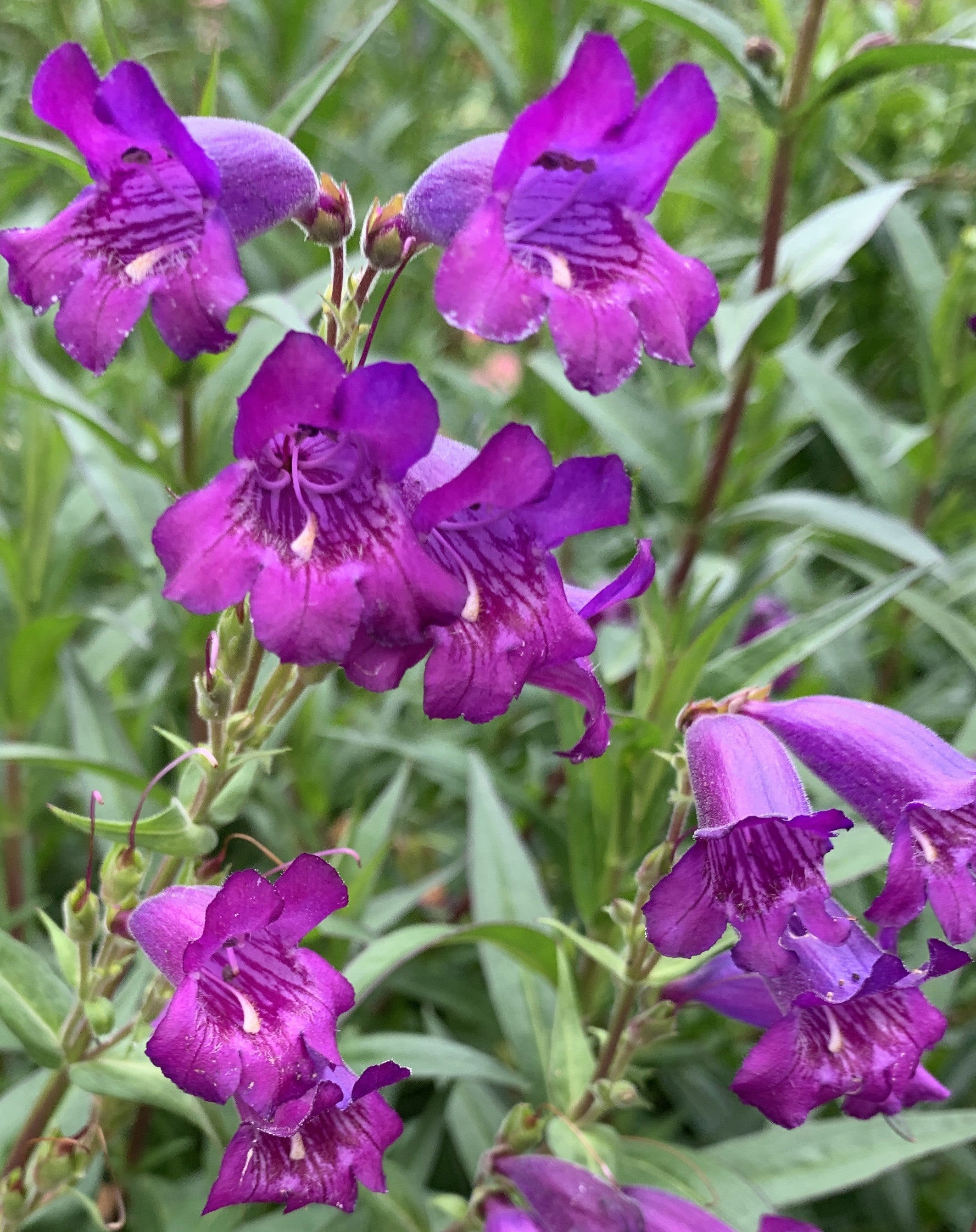Penstemon Bearded Tongue 75mm Normally 4 49 Each Paddys Plants Online penstemon-bearded-tongue-75mm-normally-4-49-each-paddys-plants-online