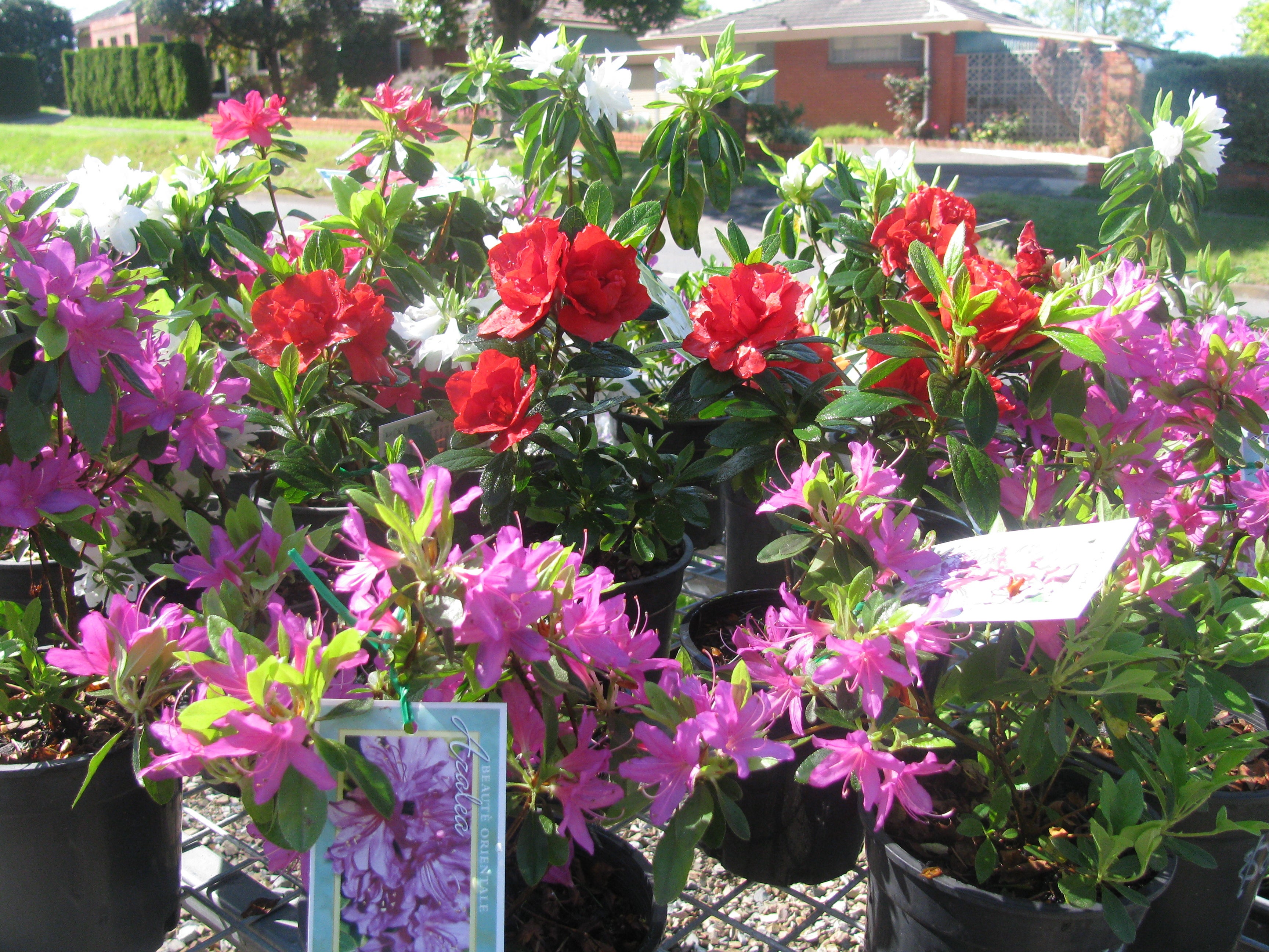 Azalea Range CLEARANCE SPECIAL Paddys Plants Online Azalea Range CLEARANCE SPECIAL Paddys Plants Online