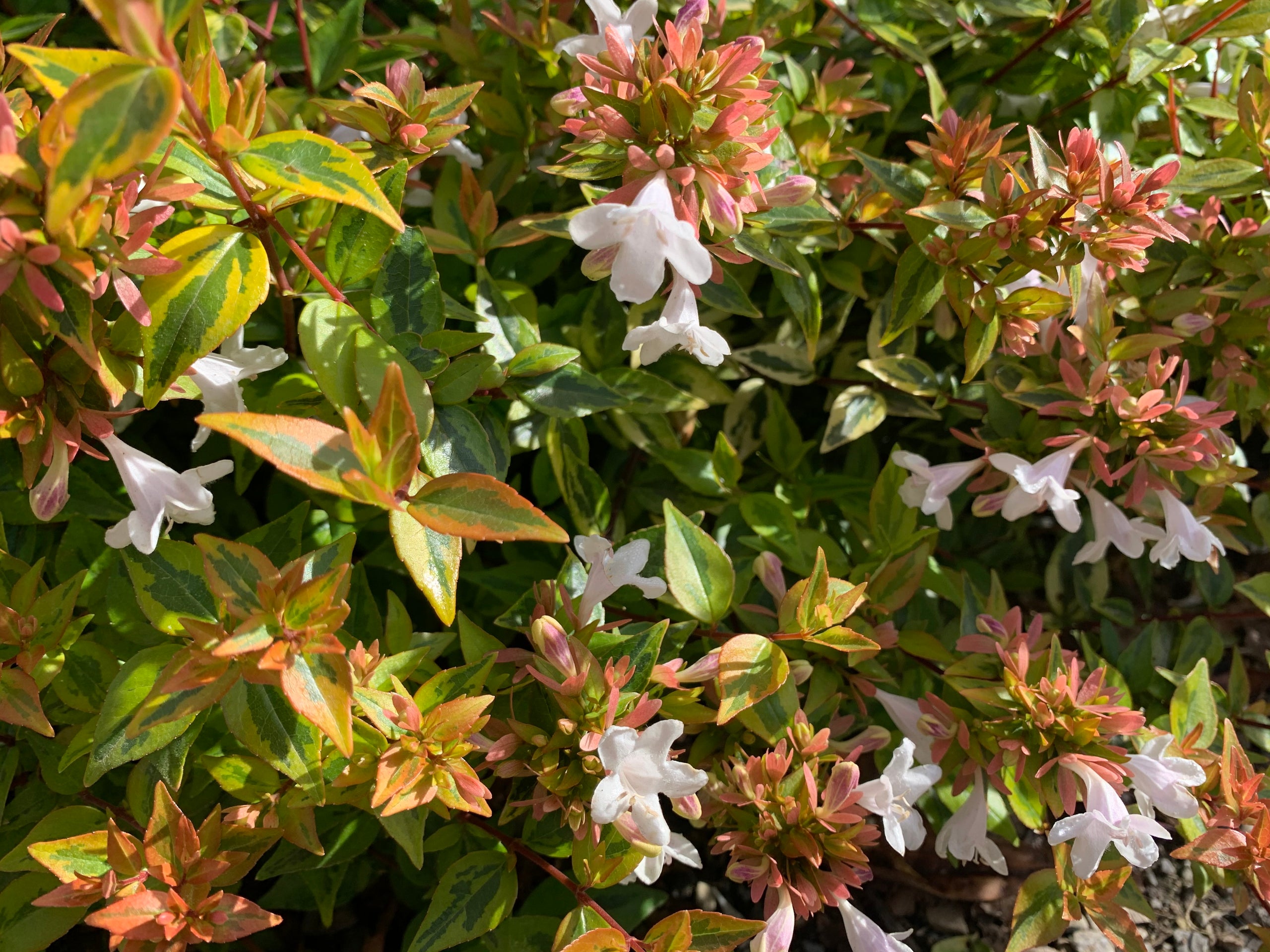 Abelia Plant
