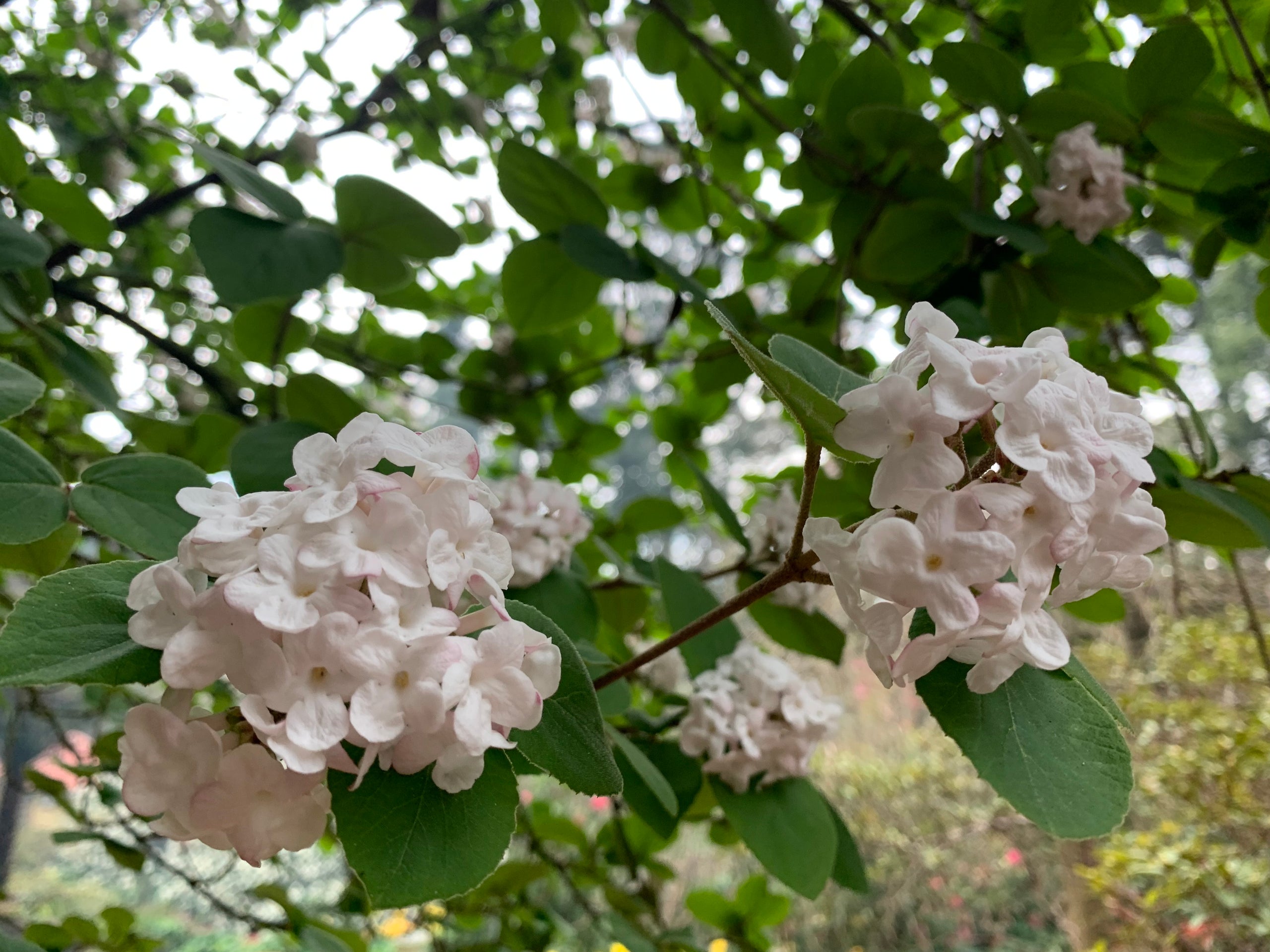 Viburnum range paddys plants online